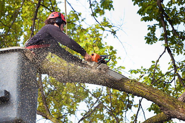 Tree and Shrub Care in Taunton, MA