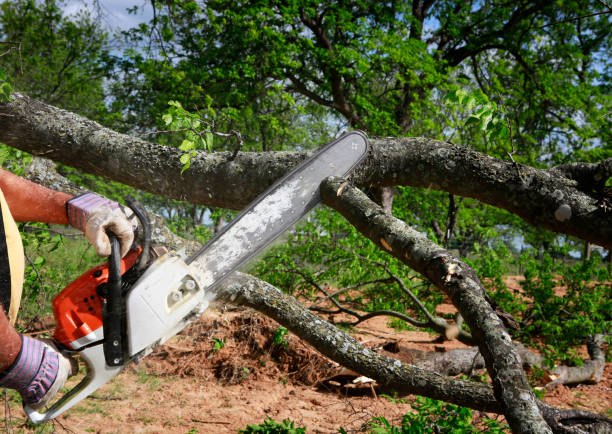 Best Tree Risk Assessment  in Taunton, MA